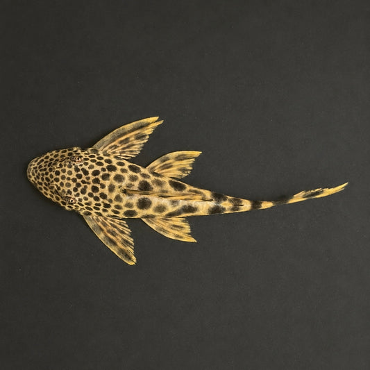 L075 Para Pleco