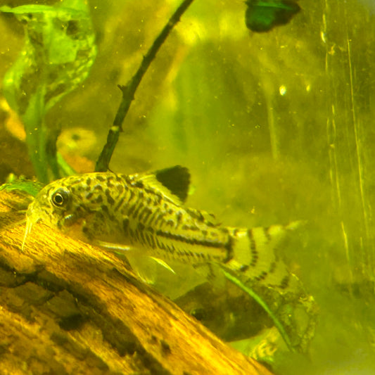 Juuli Corydoras