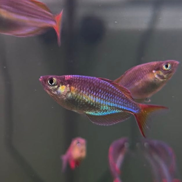 Praecox Rainbowfish