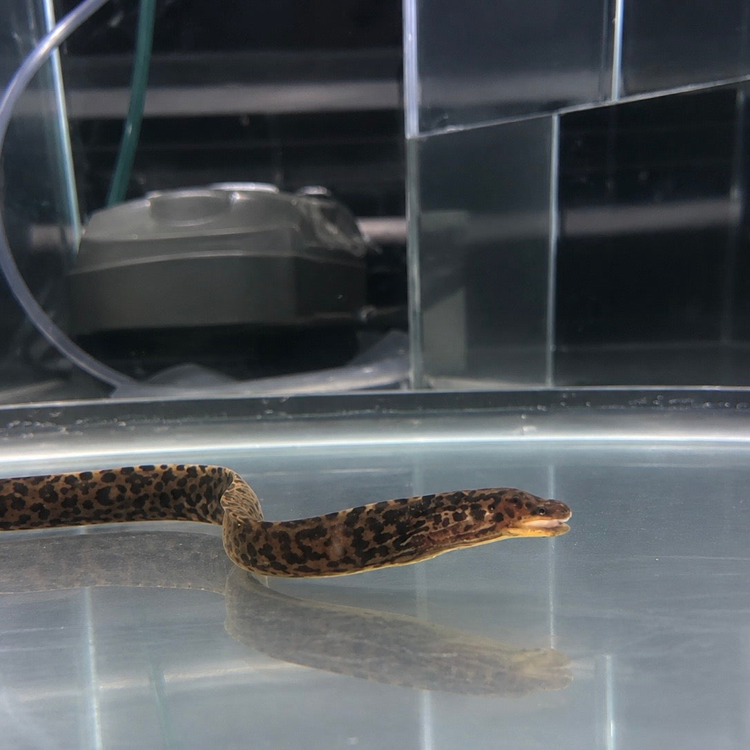 Freshwater Tiger Moray Eels