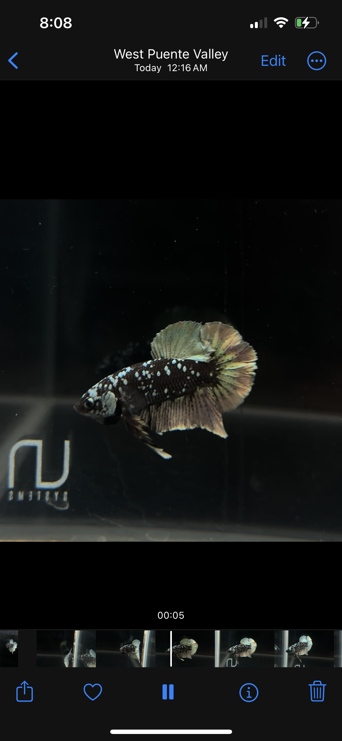 Copper Avatar HMPK Male Betta