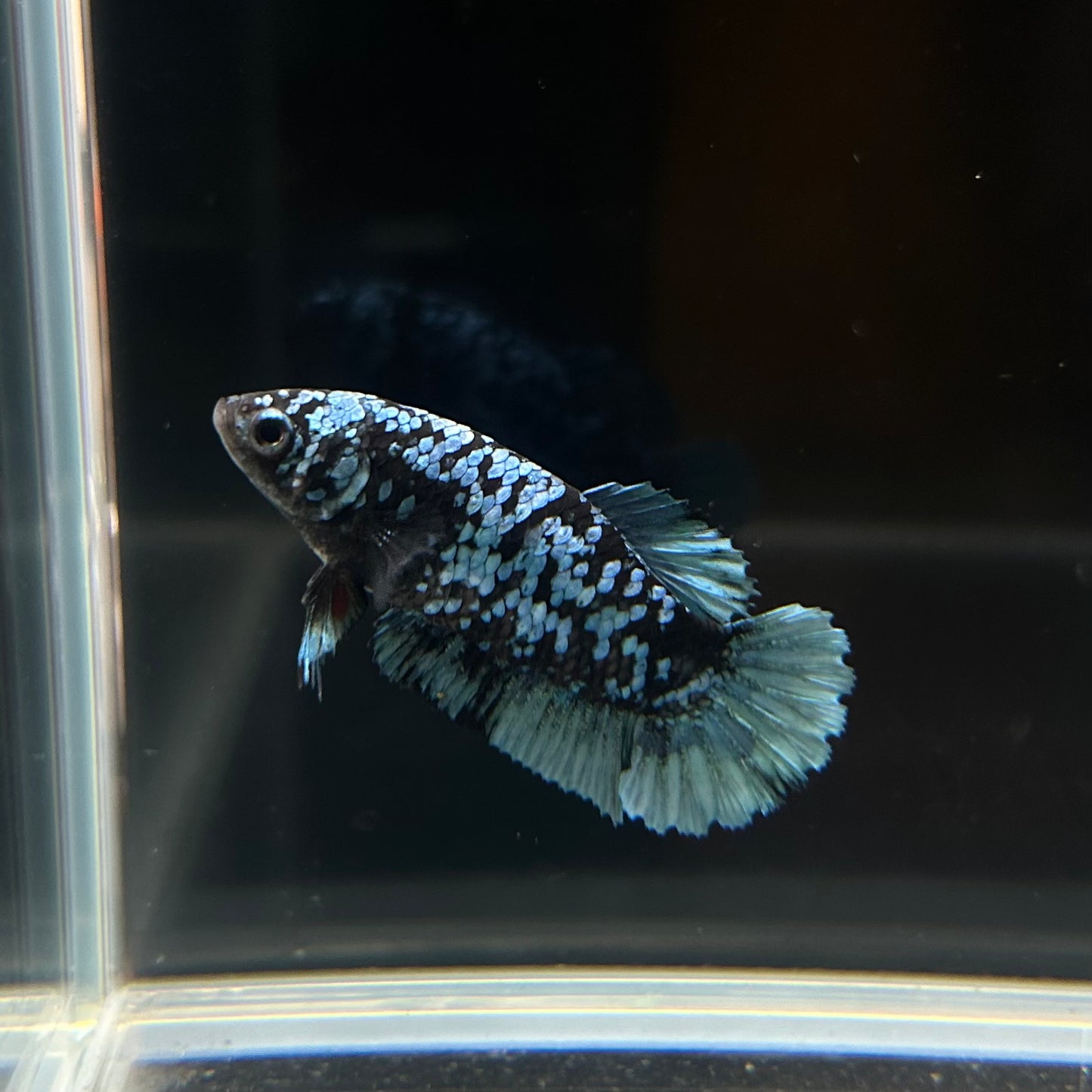 Ready to Breed Grey Blue Avatar HMPK Female Betta