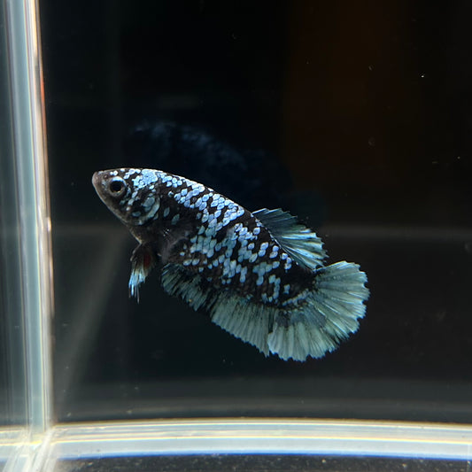 Ready to Breed Grey Blue Avatar HMPK Female Betta