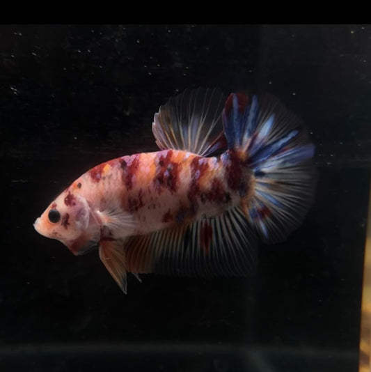 Giant Nemo Galaxy Koi HMPK Male Betta