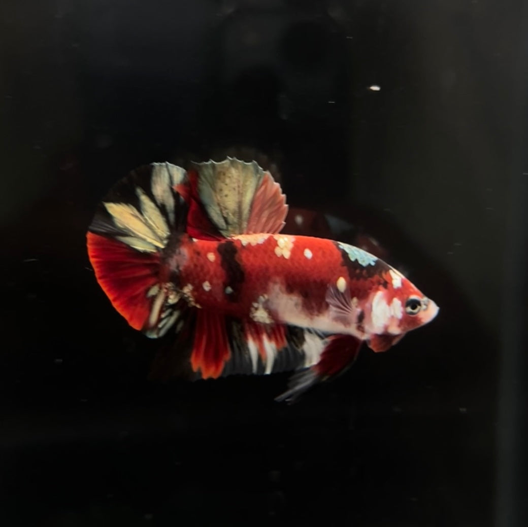 Red Copper Koi HMPK Male Betta