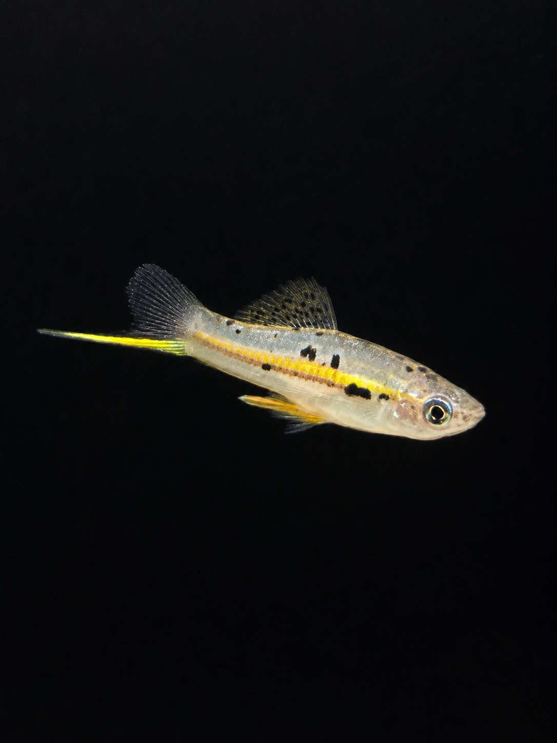 Rio Otapa Swordtail