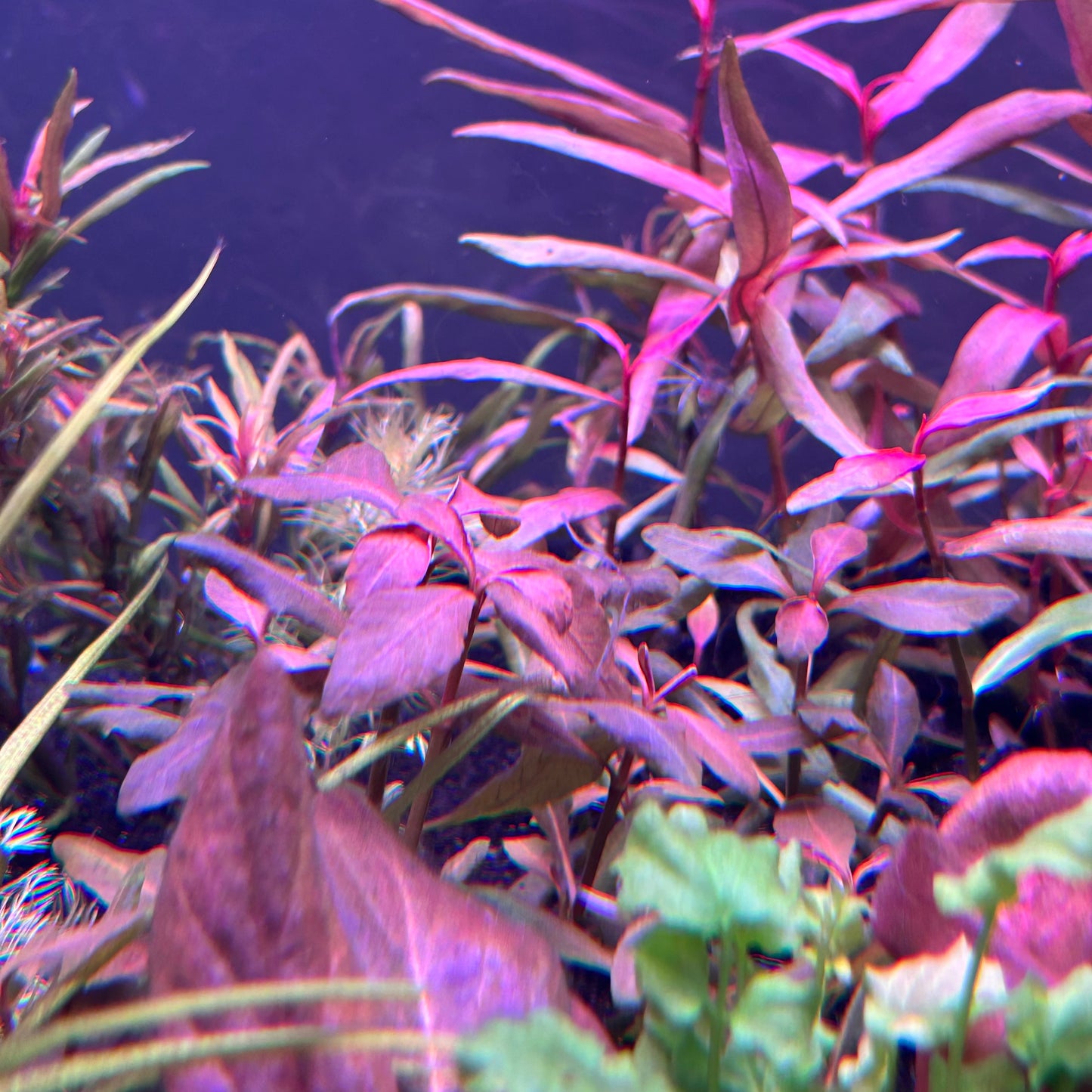 Hygrophila Brown