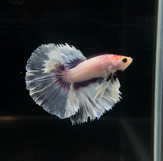 White Lavender Feathertail Male Betta