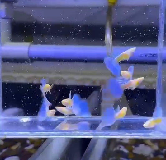 Blue Topaz Albino Guppy