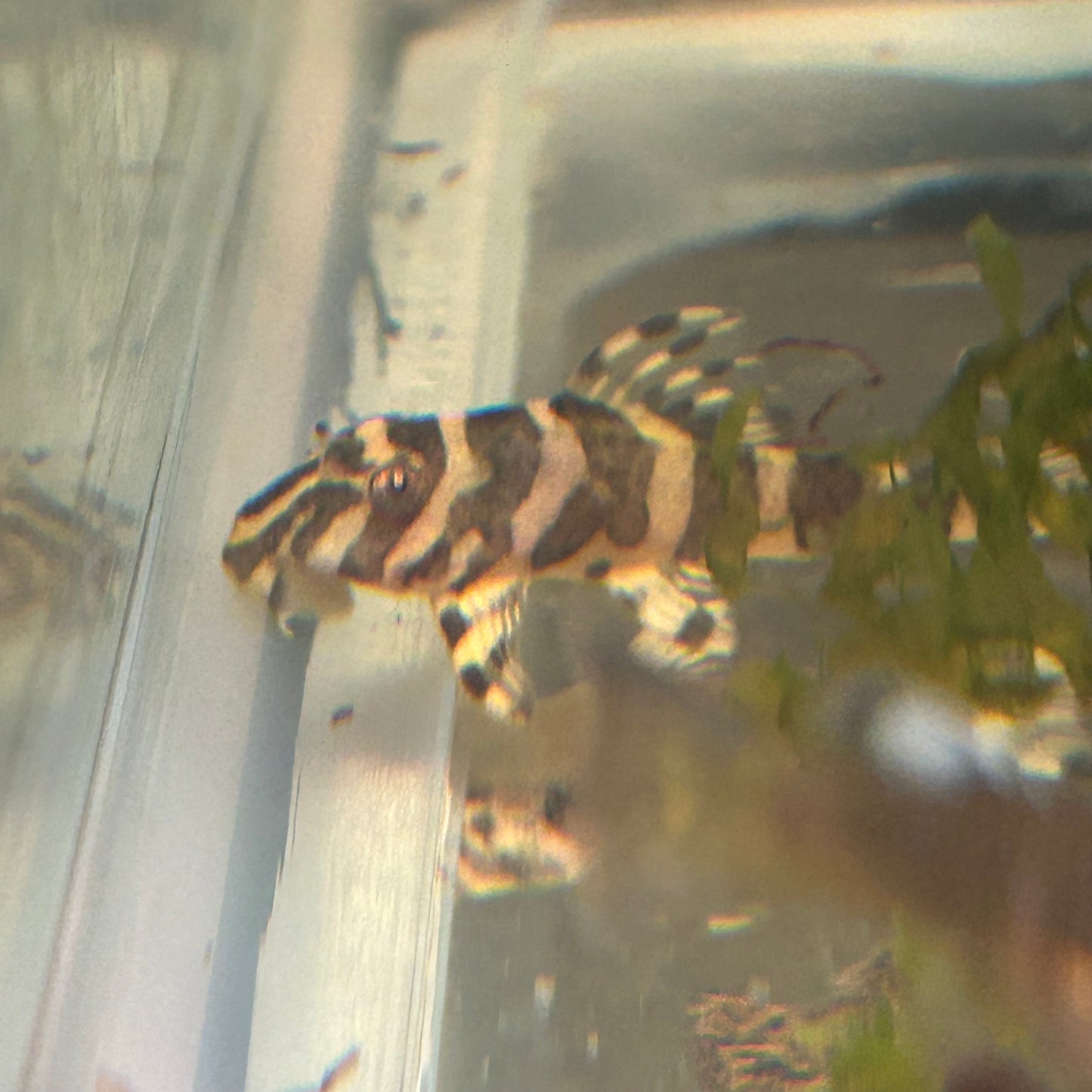 L134 Leopard Frog Pleco Tank Raised