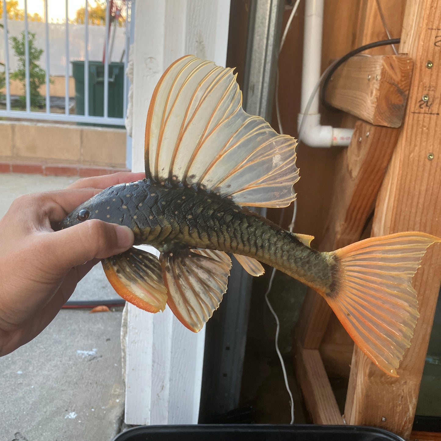 Luteus Phase 2 (Hypostomus luteus)