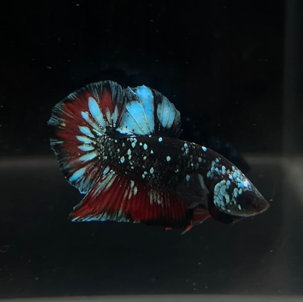 Stardust Avatar HMPK Male Betta