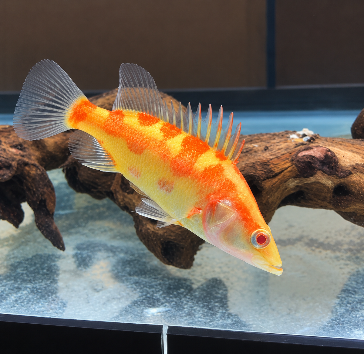 Albino Chinese Perch