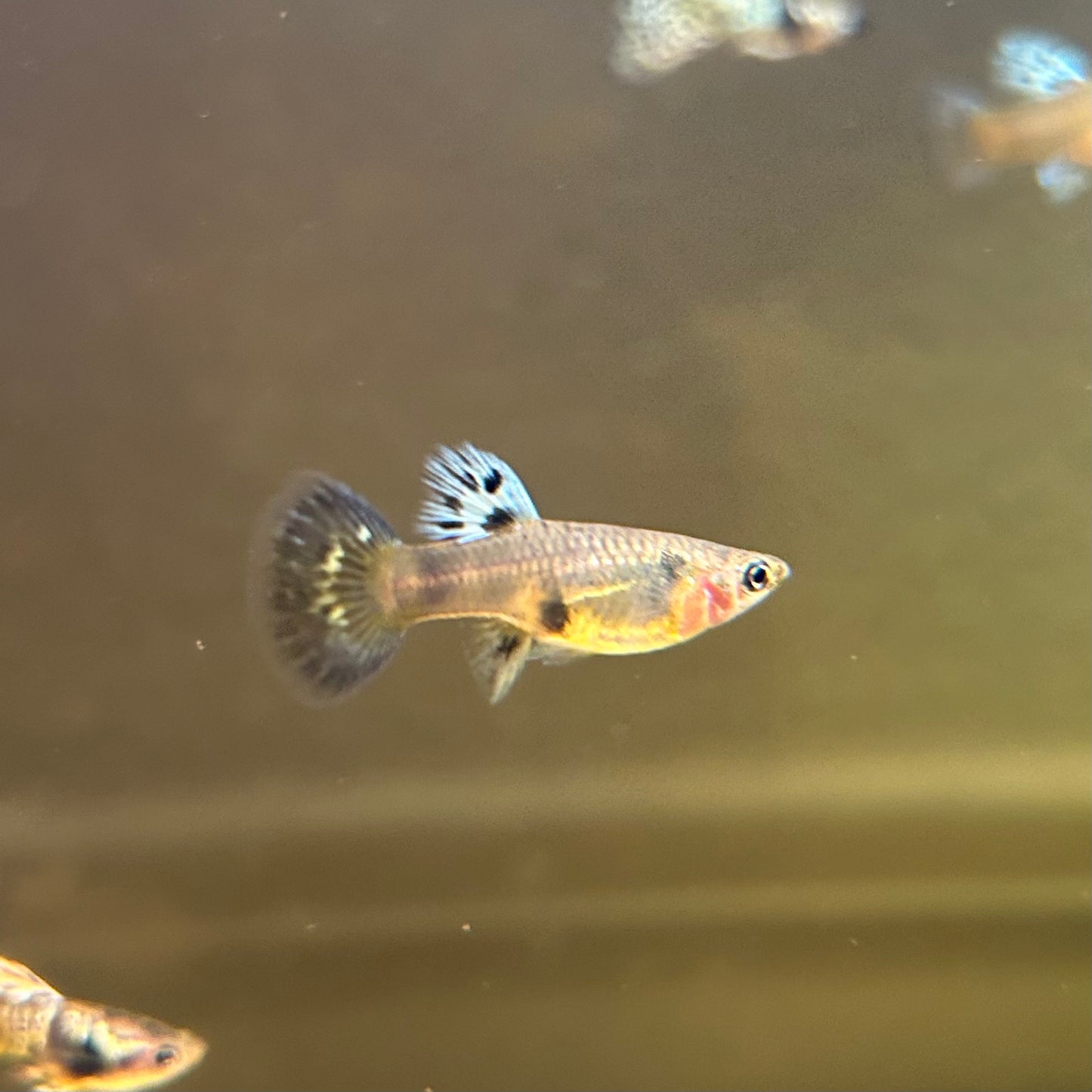 Yellow King Tiger Cobra Guppies