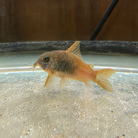 CW217 Rio Tomo Concolor Corydoras