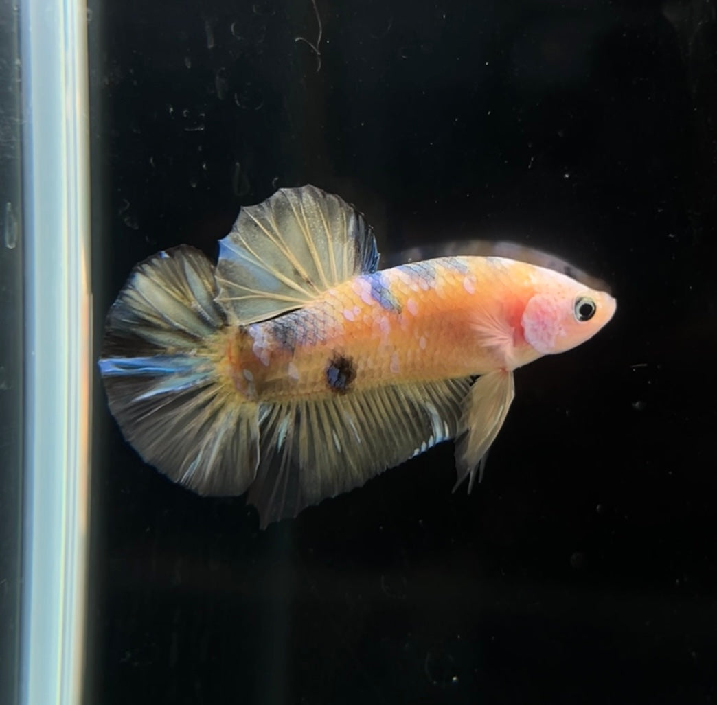 Yellow Galaxy Koi HMPK Male Betta