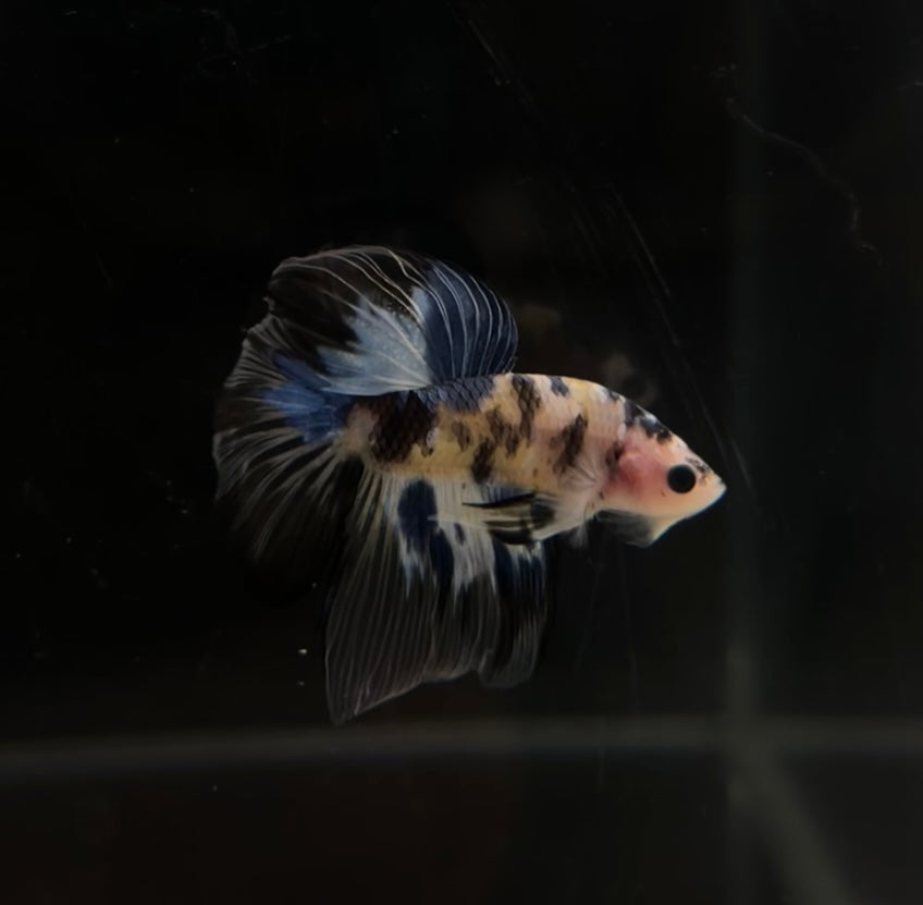 Yellow Galaxy Koi HM Male Betta