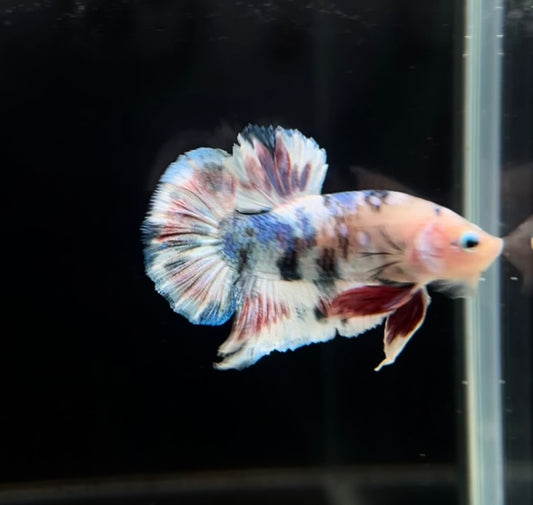 Pastel White Barongsai Koi HMPK Male Betta