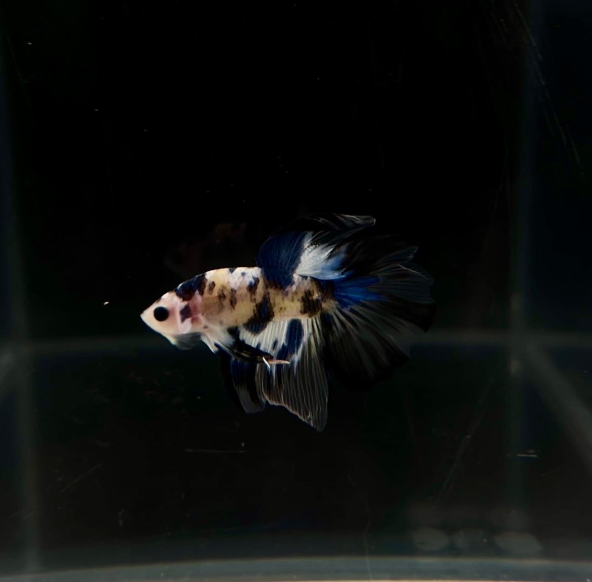 Yellow Galaxy Koi HM Male Betta
