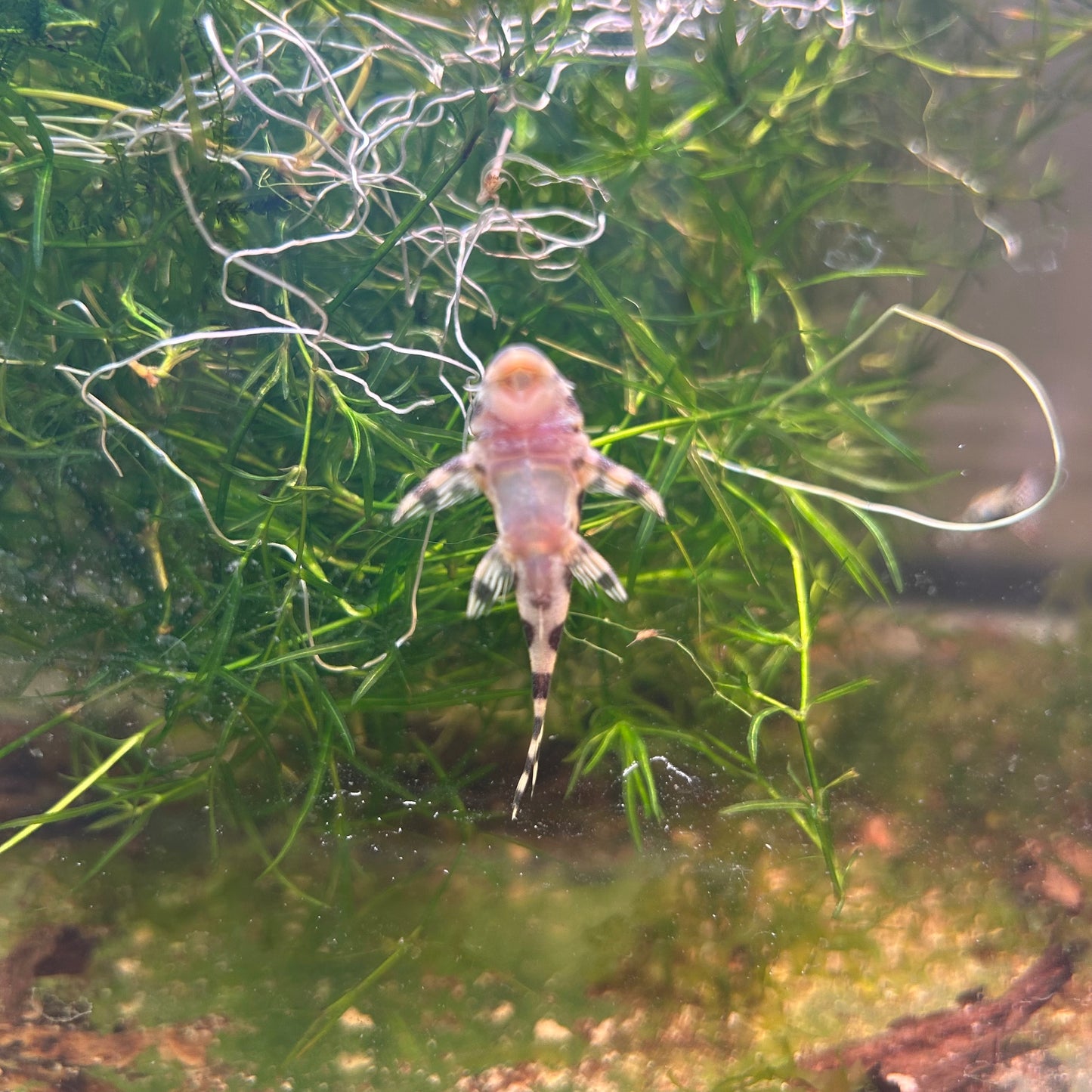 L134 Leopard Frog Pleco Tank Raised