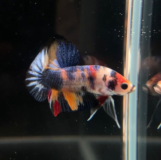 Black Based MULTImetallic Koi HMPK Male Betta