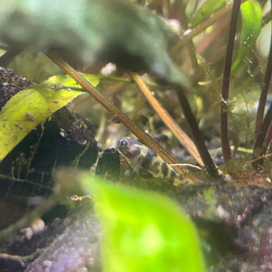 Bumblebee Goby