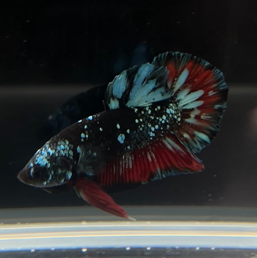 Stardust Avatar HMPK Male Betta