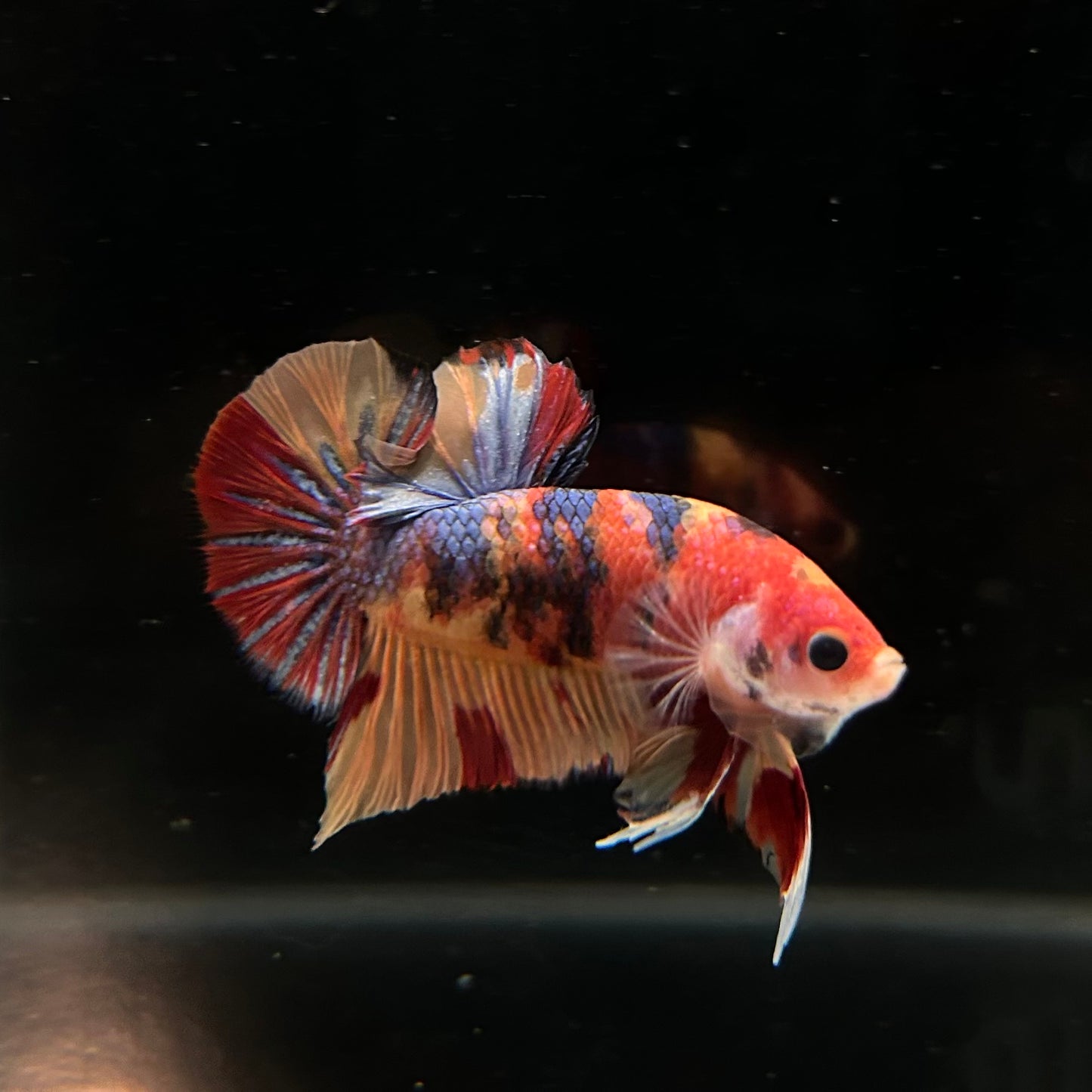 Nemo Multicolor Koi HMPK Male Betta