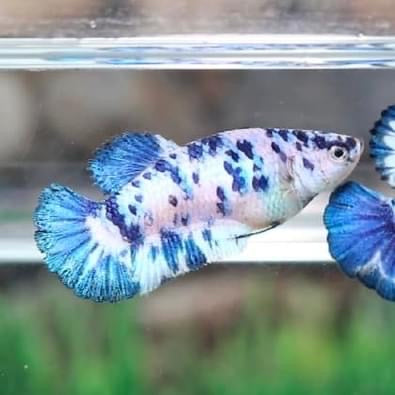 Blue Dot Dot HMPK Female Betta