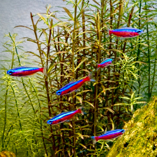 Cardinal Tetra
