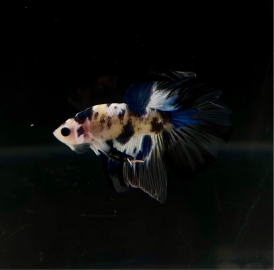 Yellow Galaxy Koi HM Male Betta