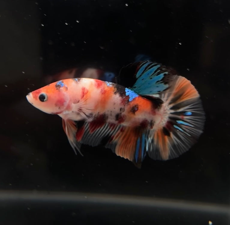 Nemo MULTImetallic Koi HMPK Male Betta