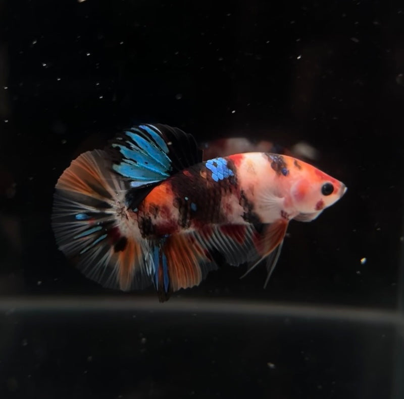 Nemo MULTImetallic Koi HMPK Male Betta