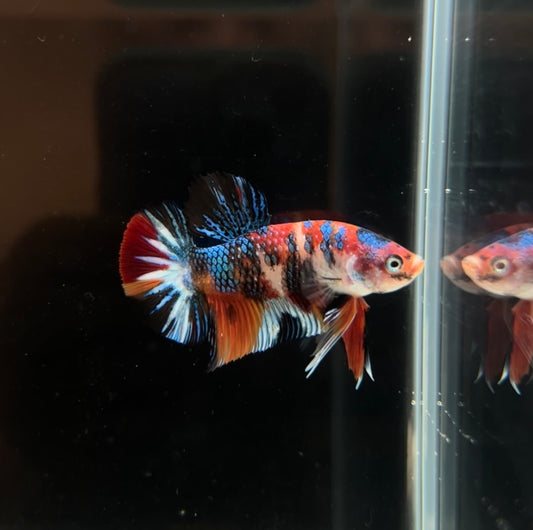 Multi Metallic Koi HMPK Male Betta