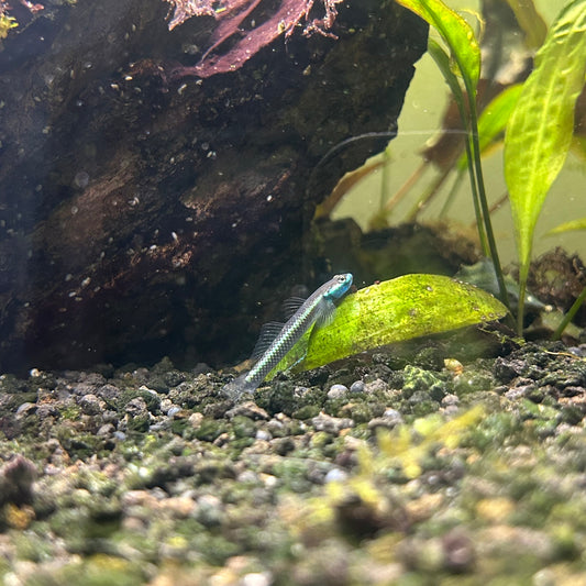 Neon Blue Stiphodon Goby