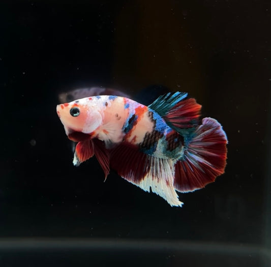 Red Cellophane Barongsai Koi HMPK Male Betta