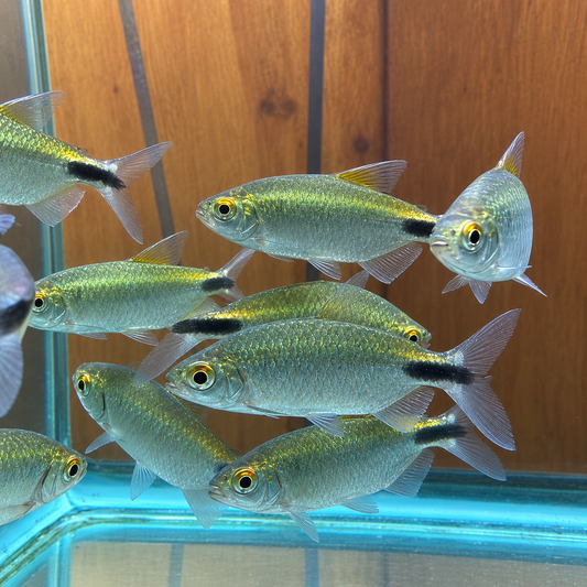 African Long-Finned Tetra