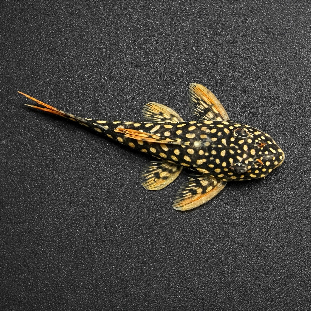 L014 Sunshine Pleco 2.5”