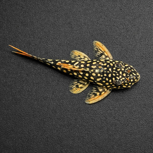 L014 Sunshine Pleco 2.5”