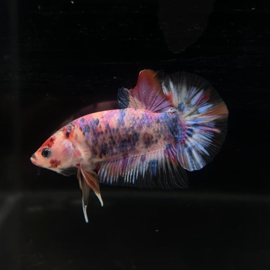 Giant Candy Koi HMPK Male Betta