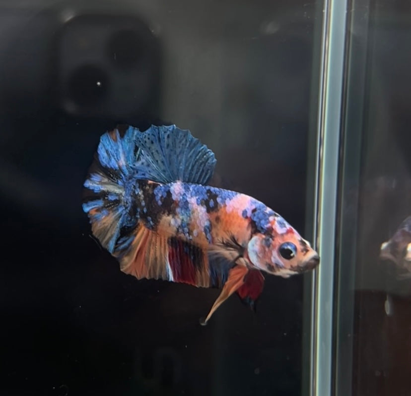 Candy Koi HMPK Male Betta