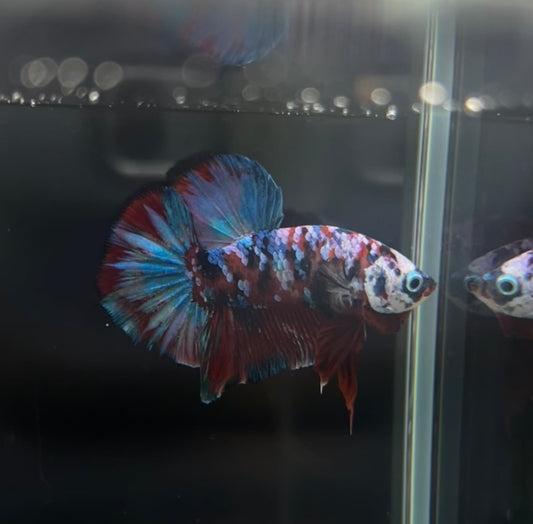 Red Barongsai Koi HMPK Male Betta