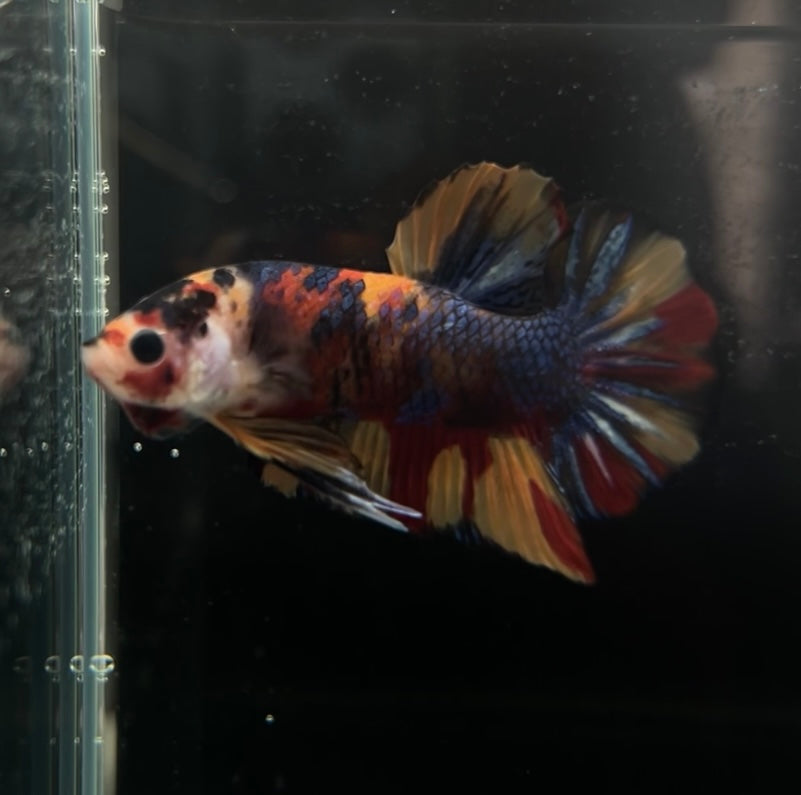 Nemo Multicolor Koi HMPK Male Betta