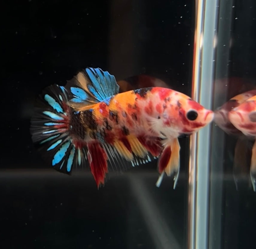 Nemo MULTImetallic Koi HMPK Male Betta