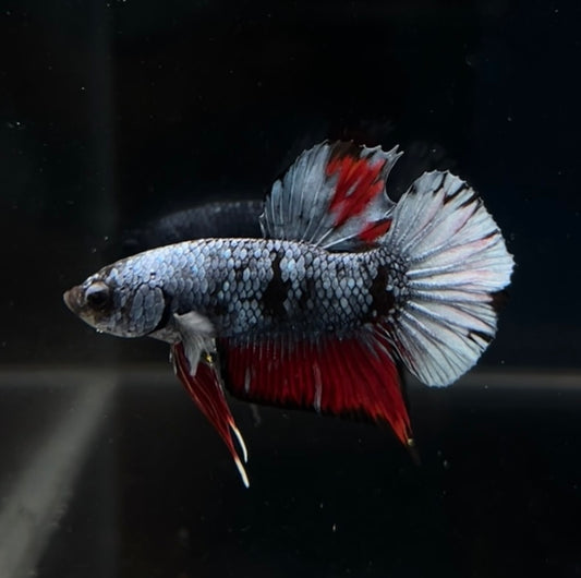 Grey Blue Avatar HMPK Male Betta