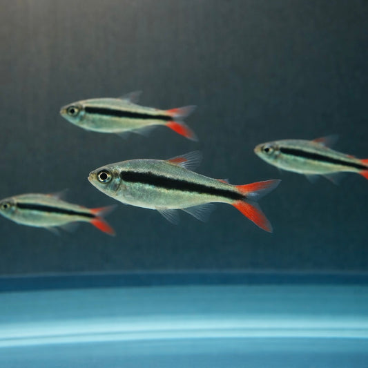 Red Tail Penguin Tetra