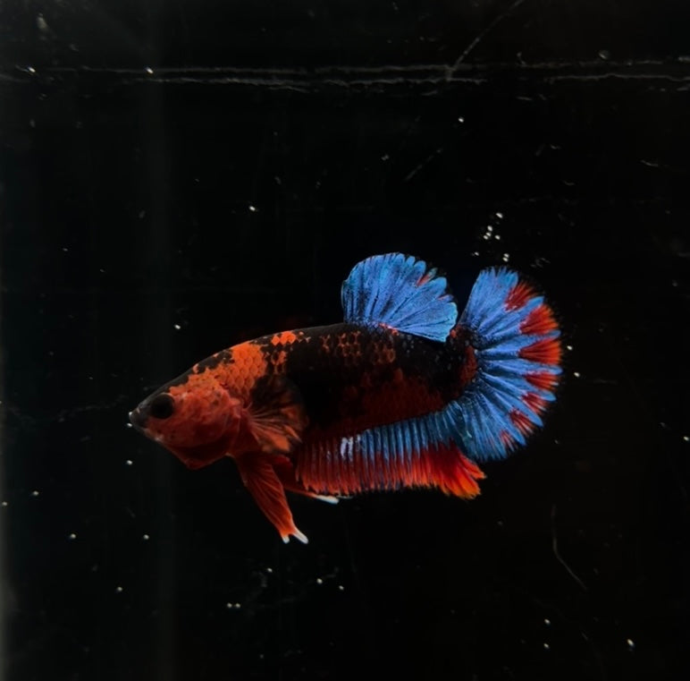 Red Hellboy HMPK Male Betta