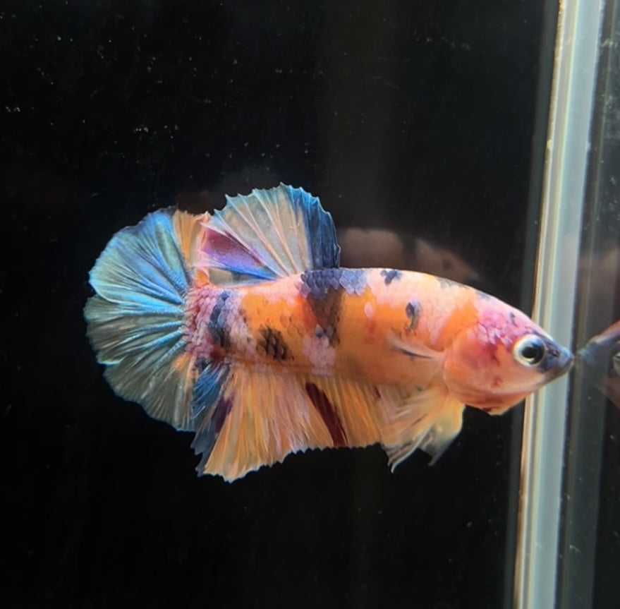 Orange Candy Koi HMPK Male Betta