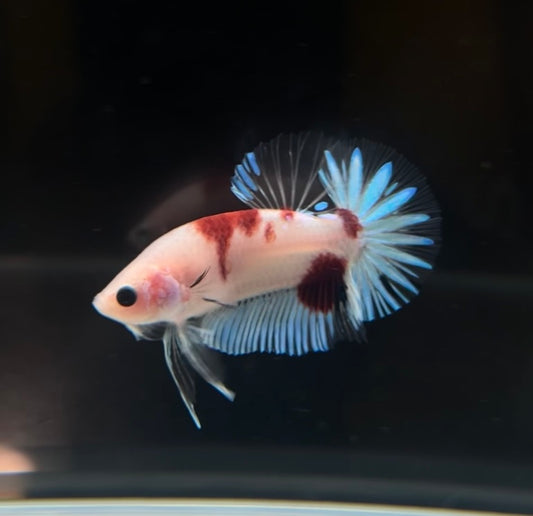 Tancho Koi HMPK Male Betta