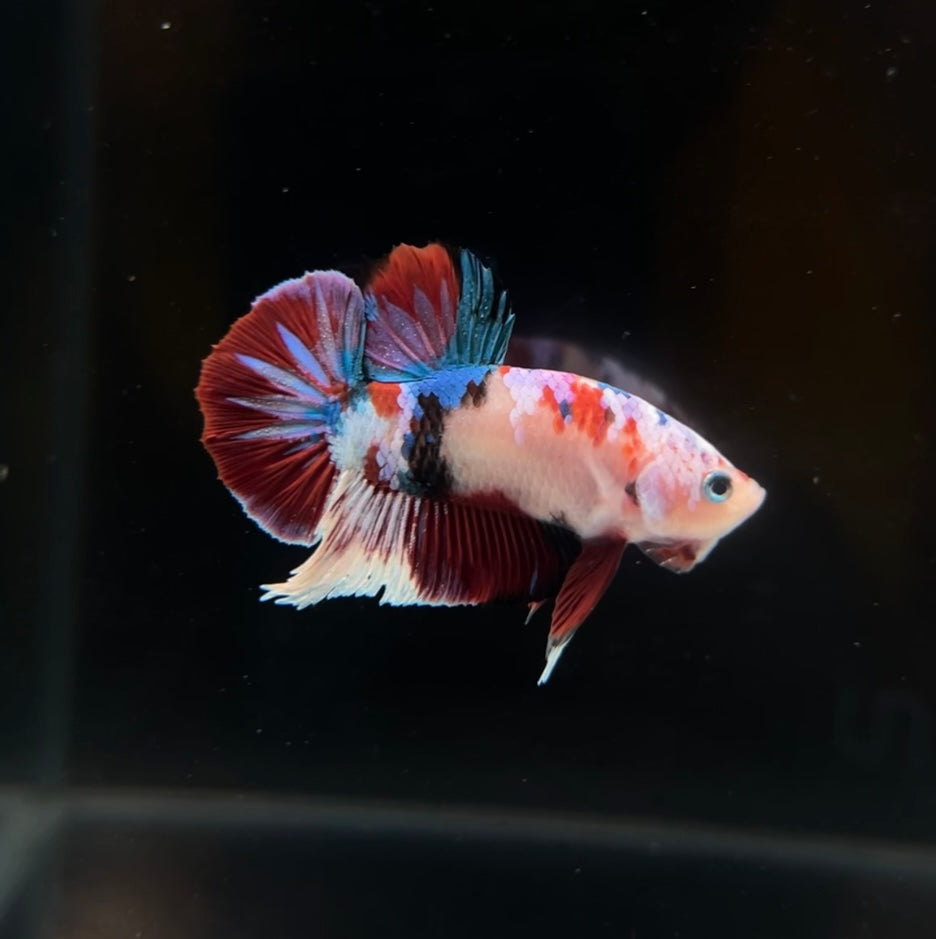 Red Cellophane Barongsai Koi HMPK Male Betta